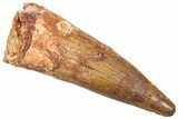 Fossil Spinosaurus Tooth - Composite Tip #361277-1
